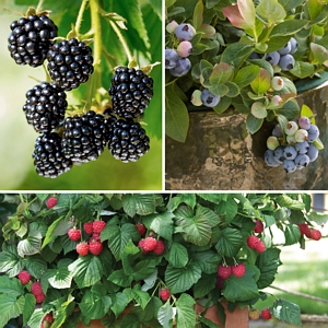 Bushel and Berry Collection